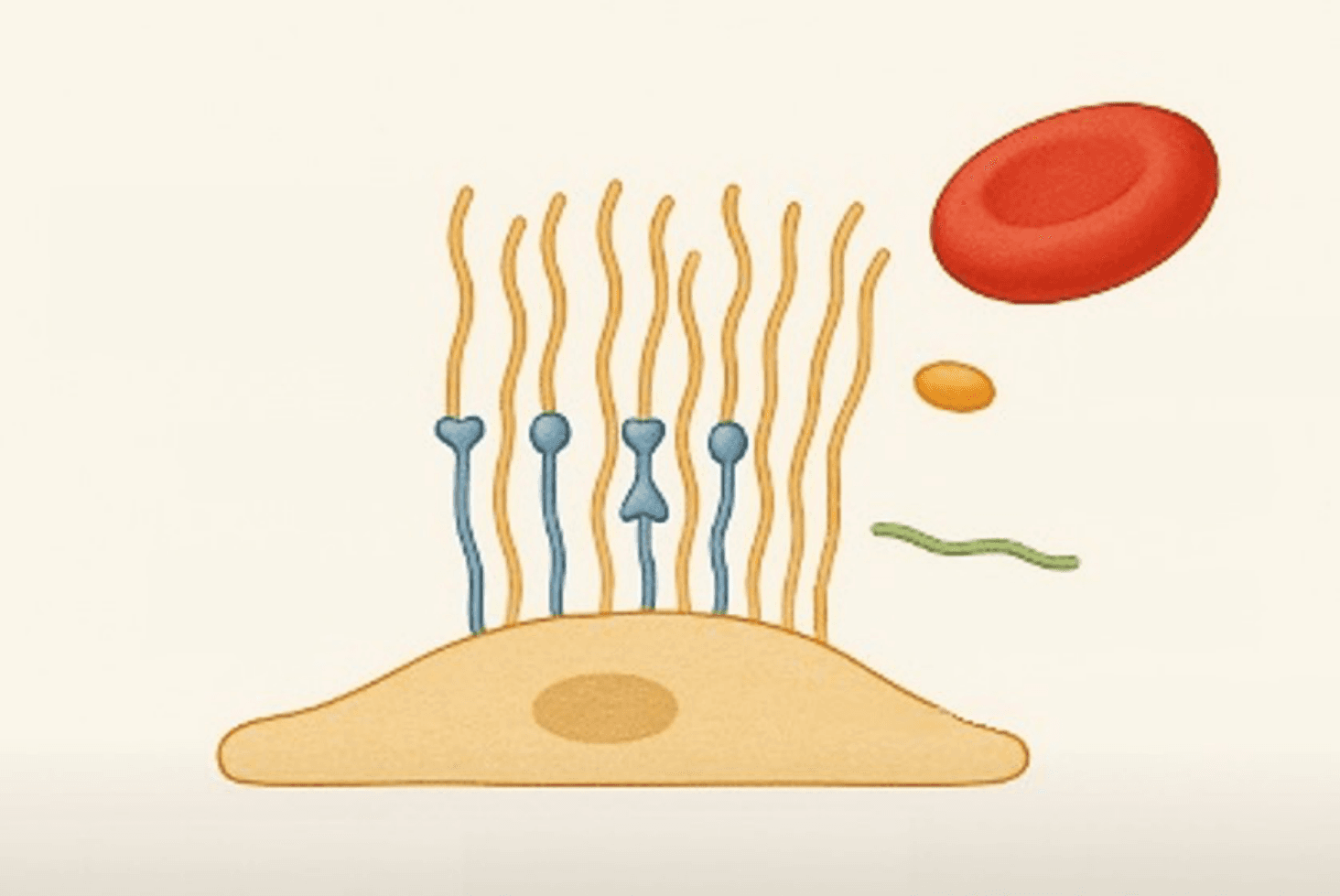 Imagen clínica de la pregunta de Cardiovascular y Respiratorio
